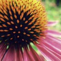 Sharp Flower
